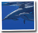 coupledolphins