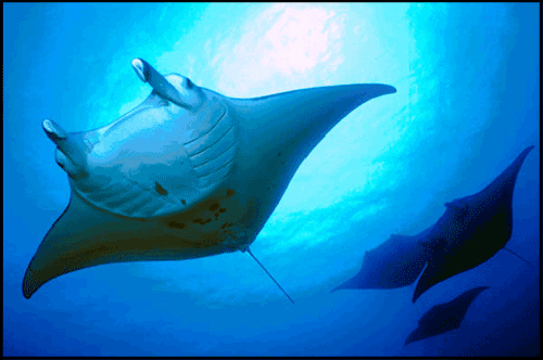 Manta Rays